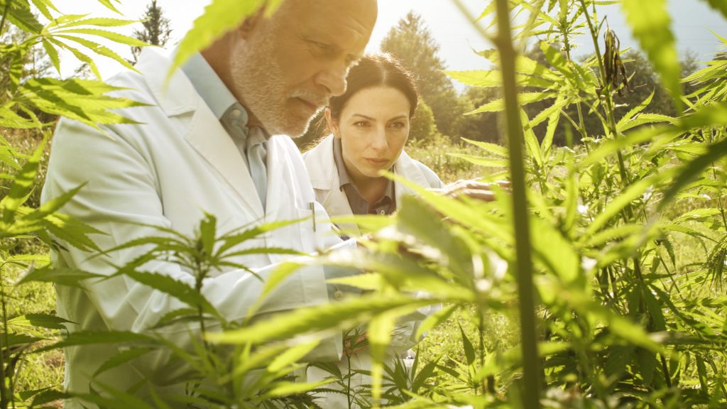 Researchers checking hemp plants in the field
