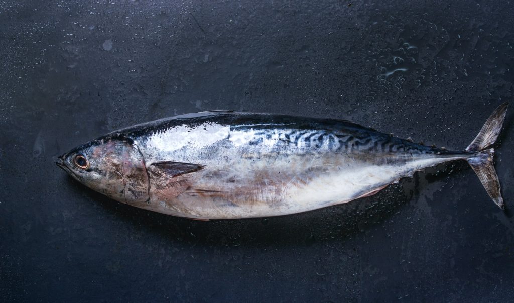 Raw fresh tuna fish